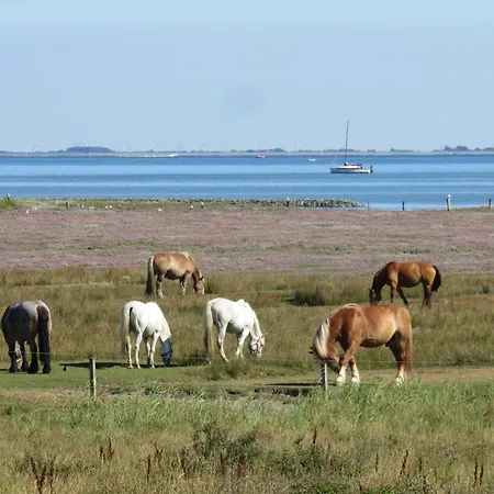 Haus Seerose 245 - Wattblick Juist